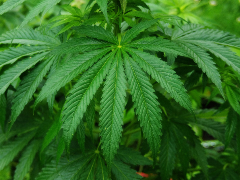 Marijuana plants for sale