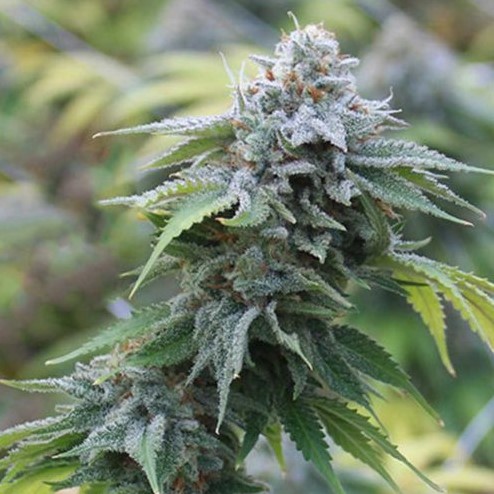 Blue Cookies Seeds - How to Grow Feminized Marijuana